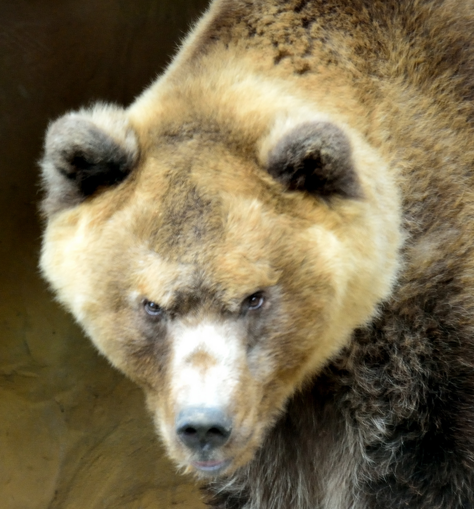 Nikon D7100 sample photo. Bear photography