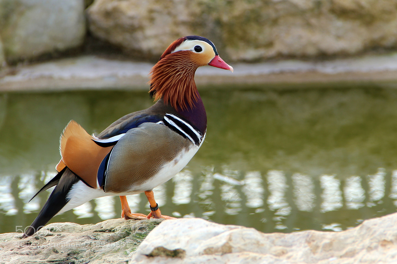 Canon EOS 600D (Rebel EOS T3i / EOS Kiss X5) sample photo. Mandarin duck photography