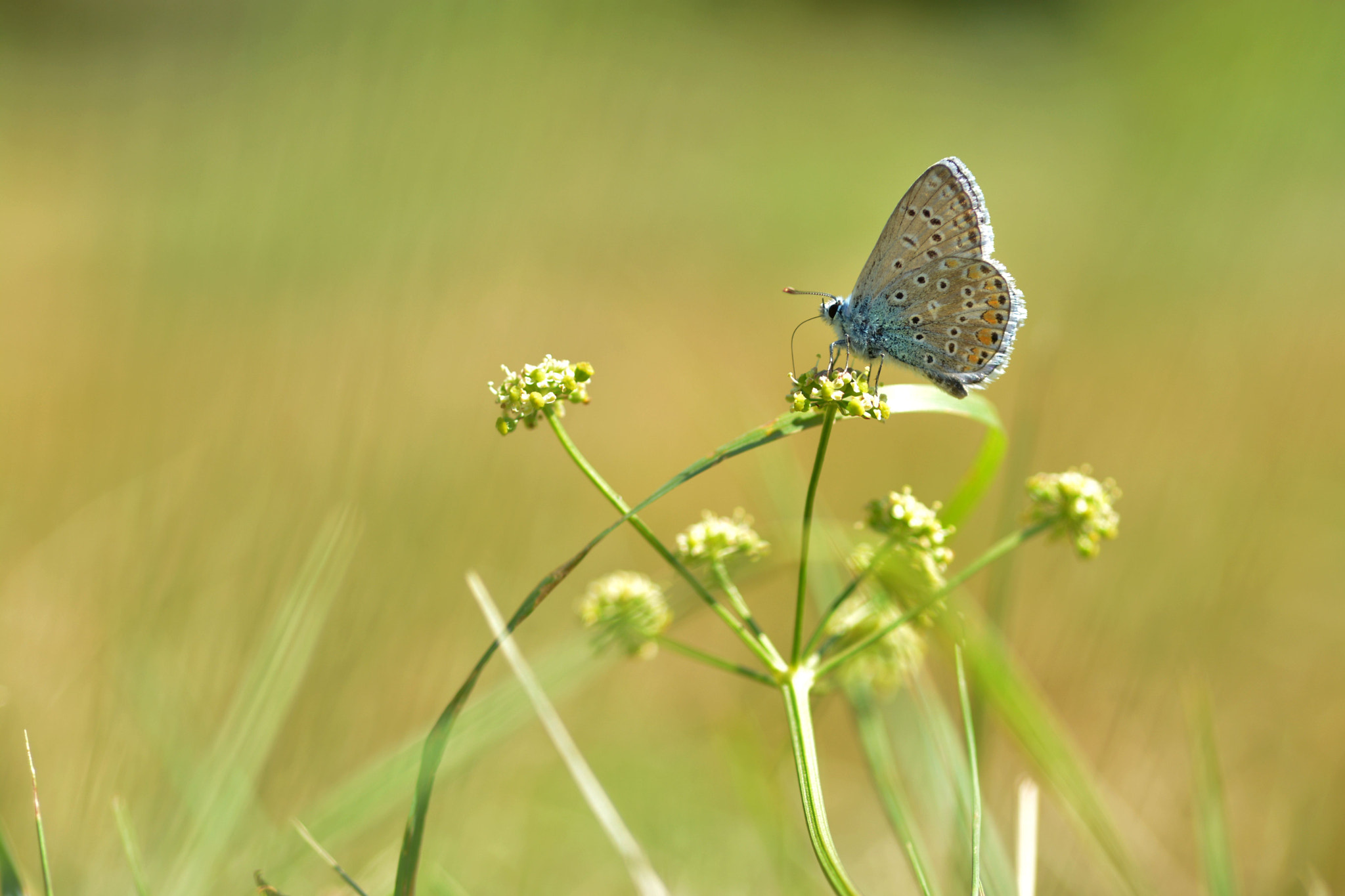 Nikon D7100 + Nikon AF Micro-Nikkor 60mm F2.8D sample photo. Argus photography