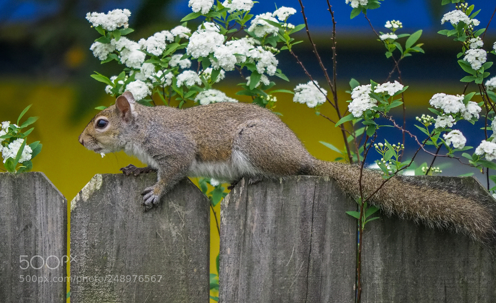 Olympus OM-D E-M1 Mark II sample photo. Squirrel photography
