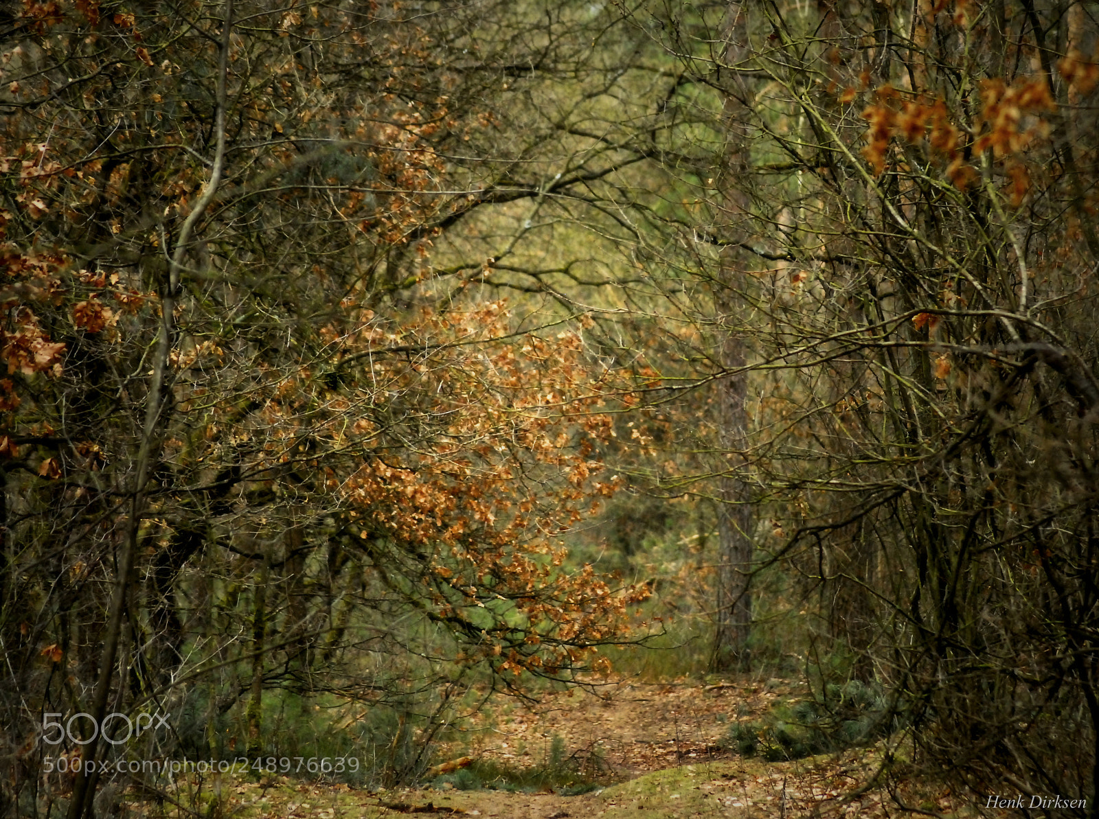 Nikon D200 sample photo. Gemeentebos photography