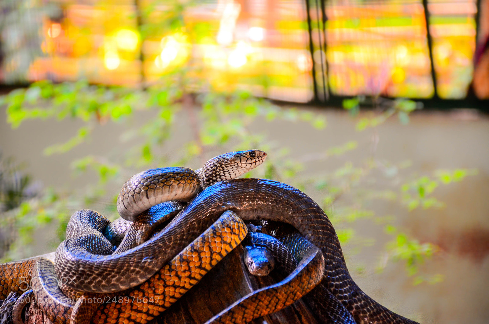 Nikon D5100 sample photo. Snake park photography