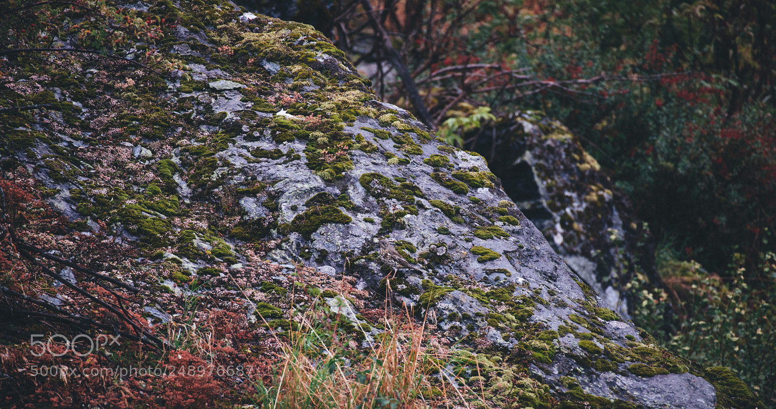 Nikon D800 sample photo. Hidden bird photography