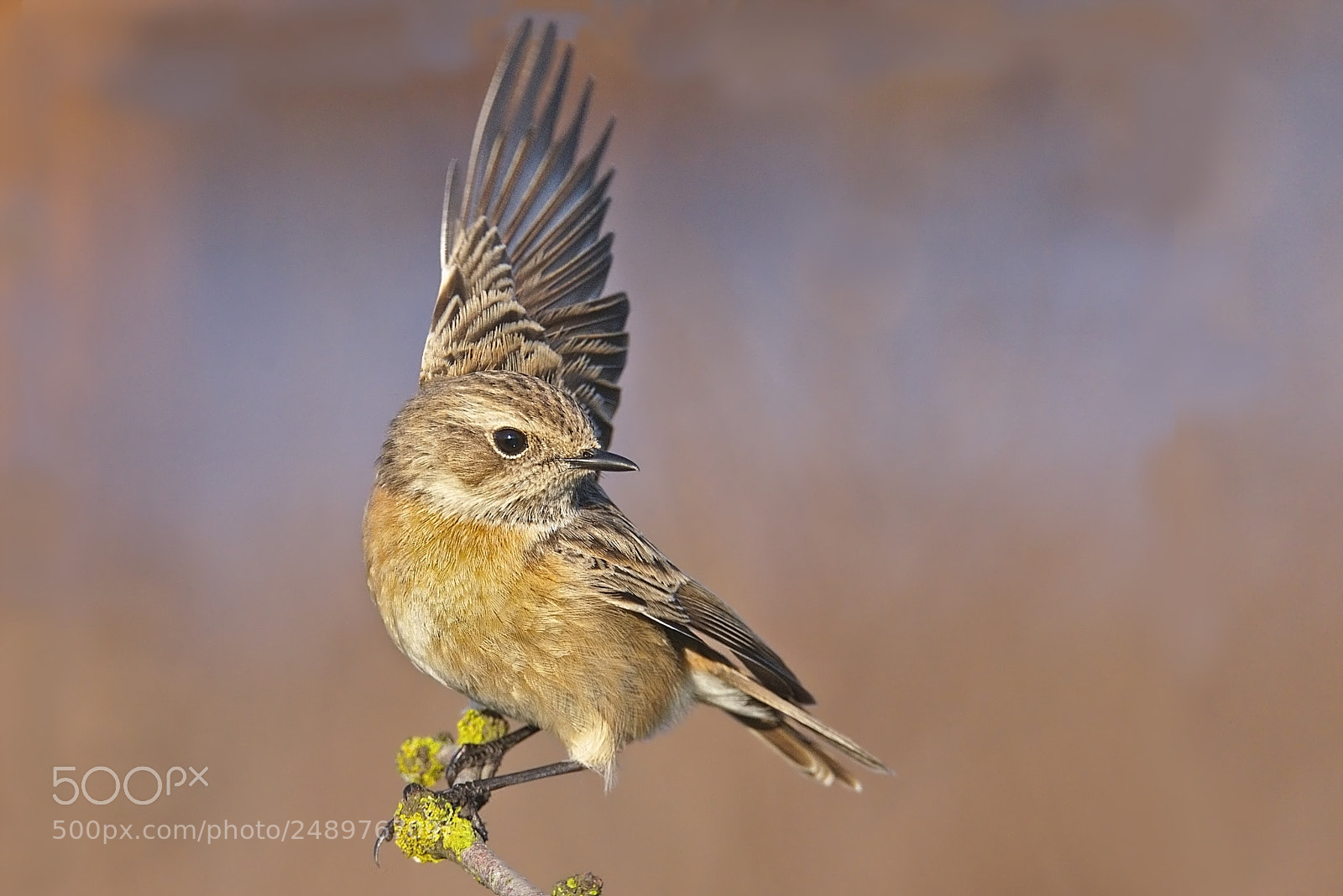 Nikon D7200 sample photo. African stonechat photography