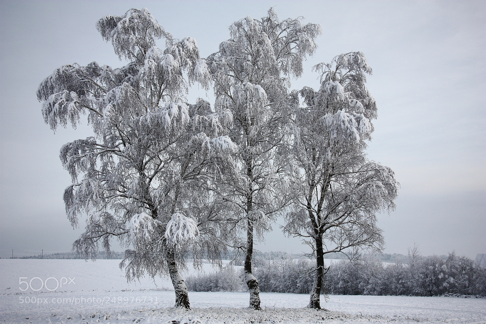 Canon EOS 450D (EOS Rebel XSi / EOS Kiss X2) sample photo. Birches after a snowfall. photography