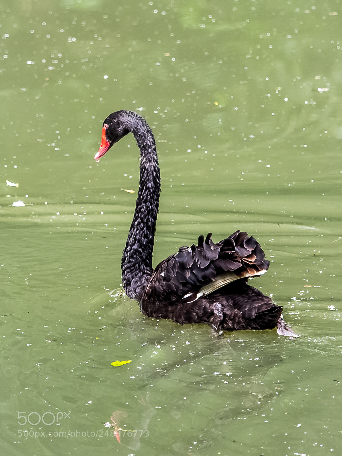 Olympus OM-D E-M1 sample photo. Black svan photography