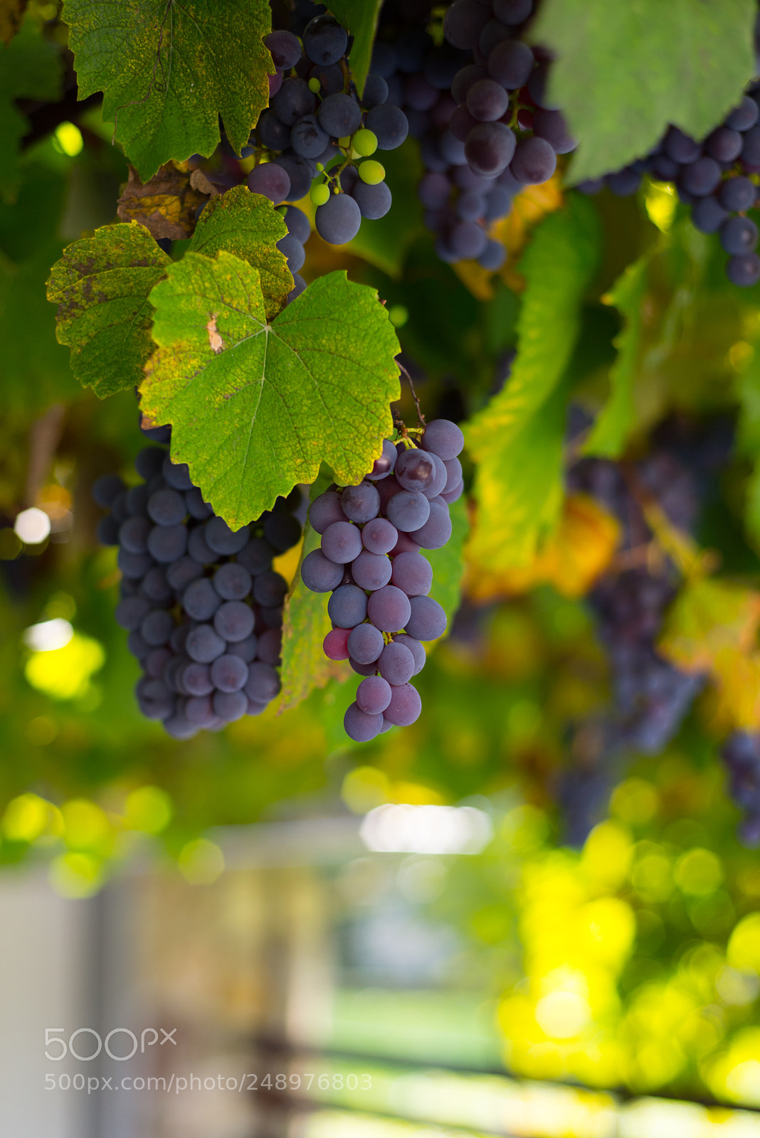 Nikon D610 sample photo. Wine photography
