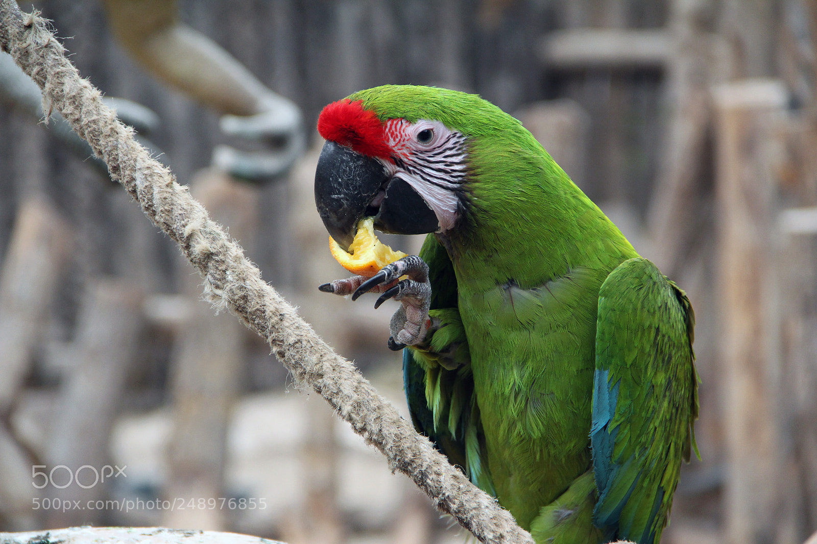 Canon EOS 600D (Rebel EOS T3i / EOS Kiss X5) sample photo. Military macaw eating orange photography