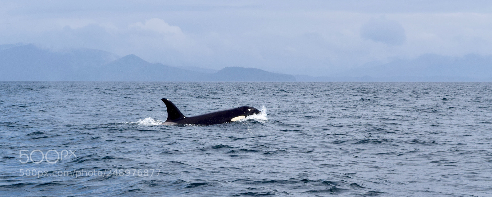 Nikon D5300 sample photo. Cruising chatham strait photography