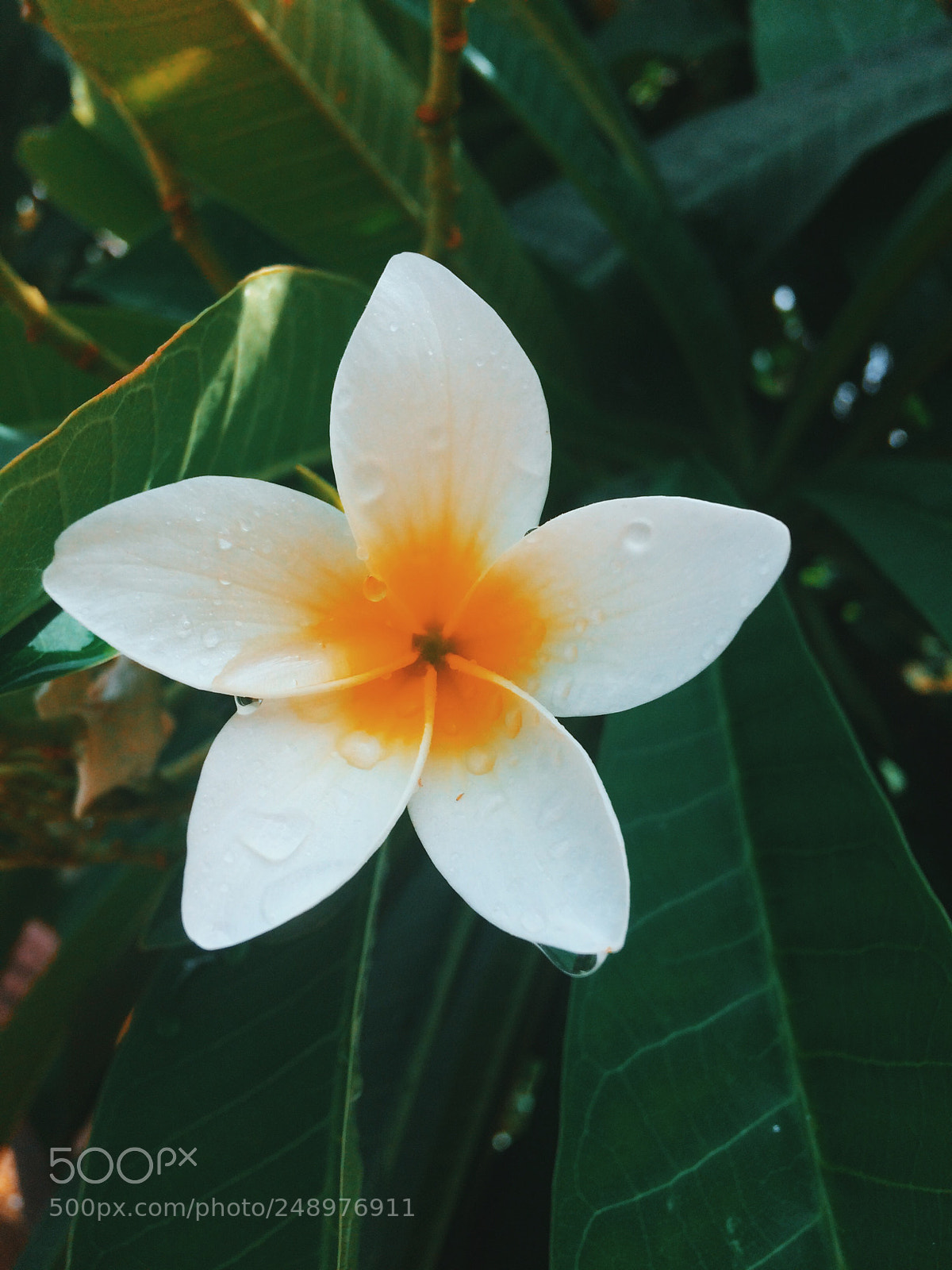 Apple iPhone 5s sample photo. Untitled photography