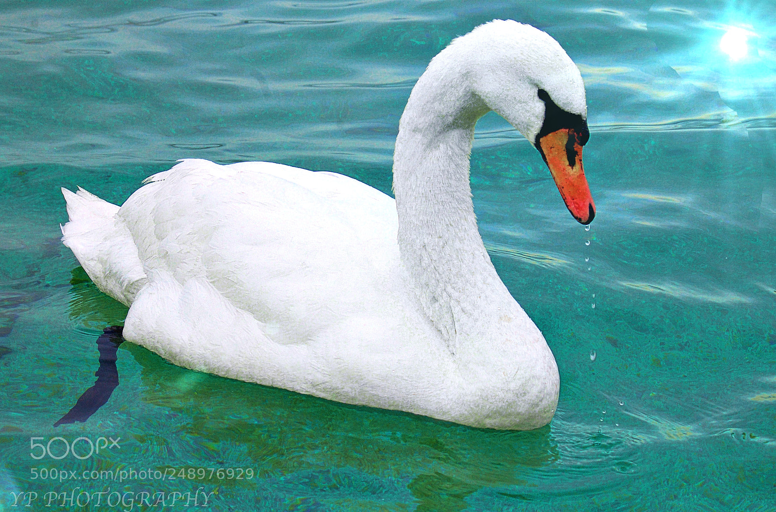 Nikon D70 sample photo. Untitled photography