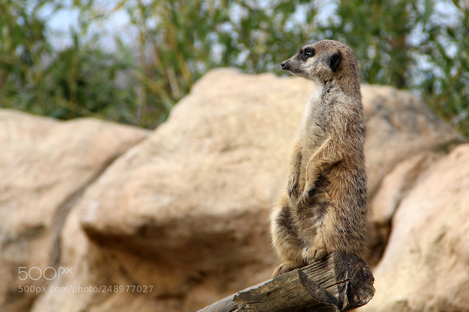 Canon EOS 600D (Rebel EOS T3i / EOS Kiss X5) sample photo. Meerkat standing and looking photography
