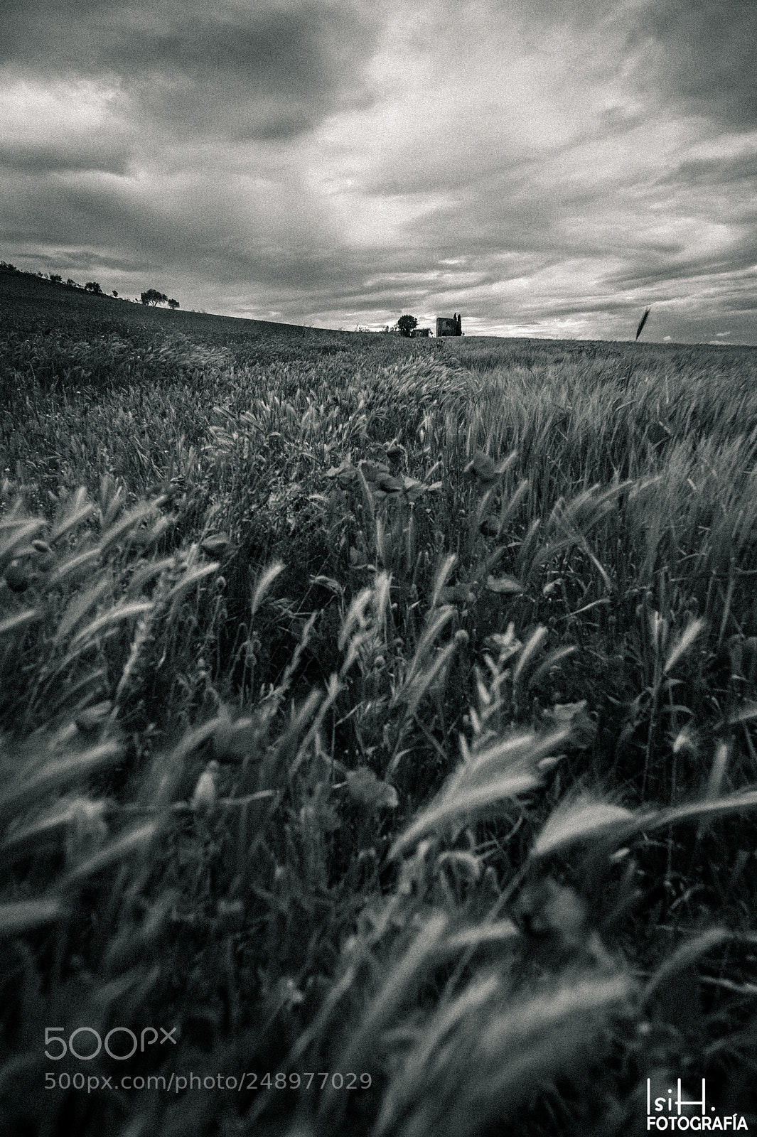 Nikon D700 sample photo. Windy photography