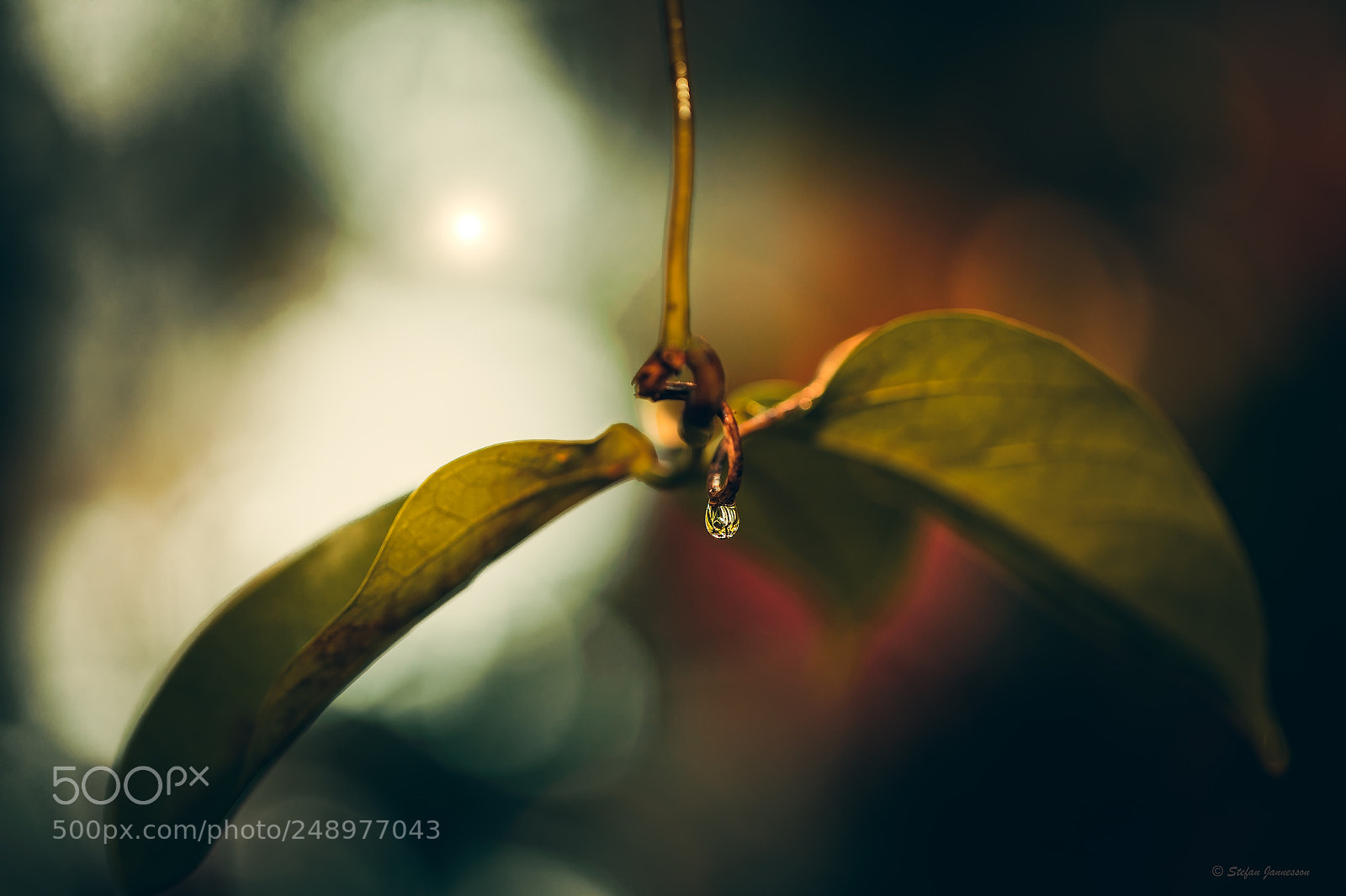 Canon EOS 5DS R sample photo. Anointed photography