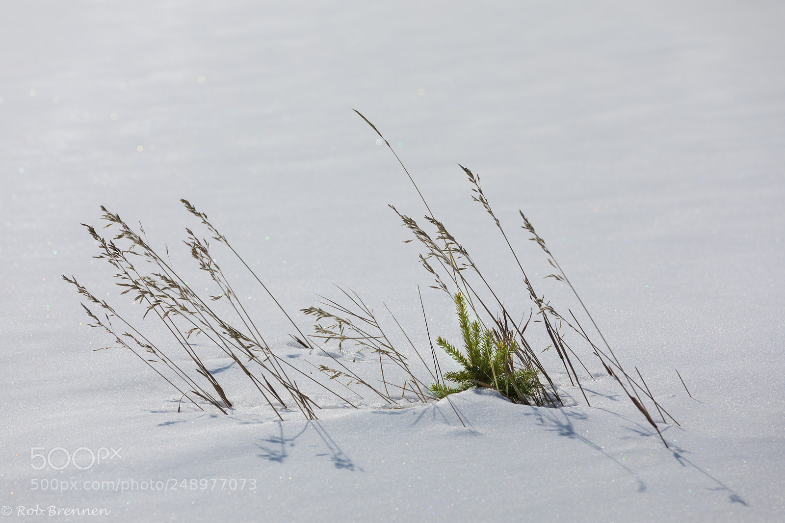 Canon EOS 5D Mark IV sample photo. Green thoughts but winter photography