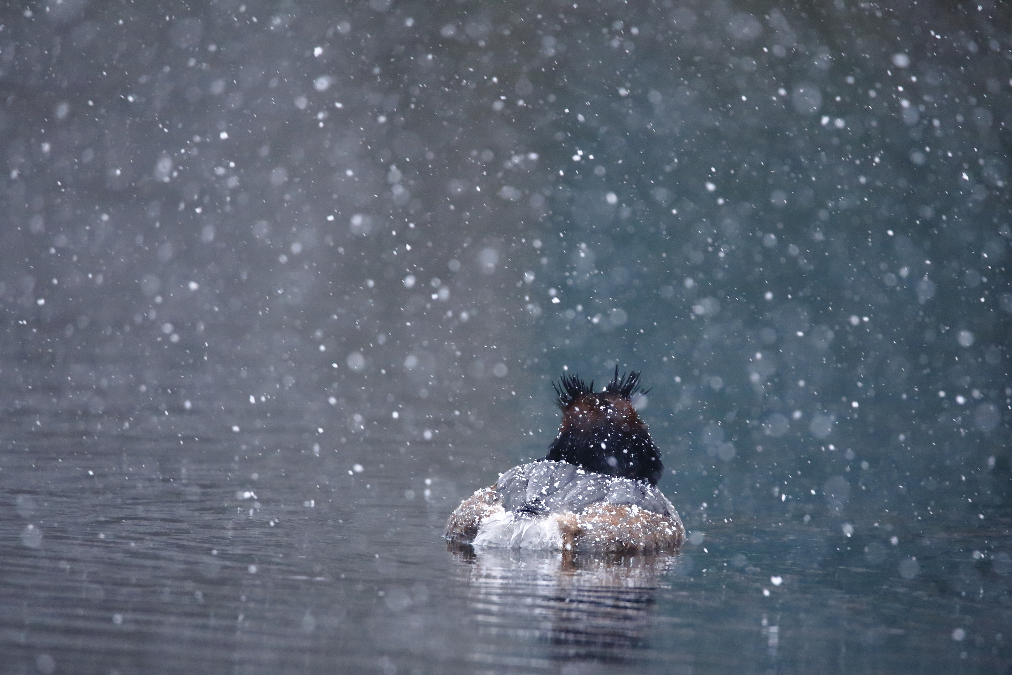Tamron SP 150-600mm F5-6.3 Di VC USD sample photo. Schnee photography
