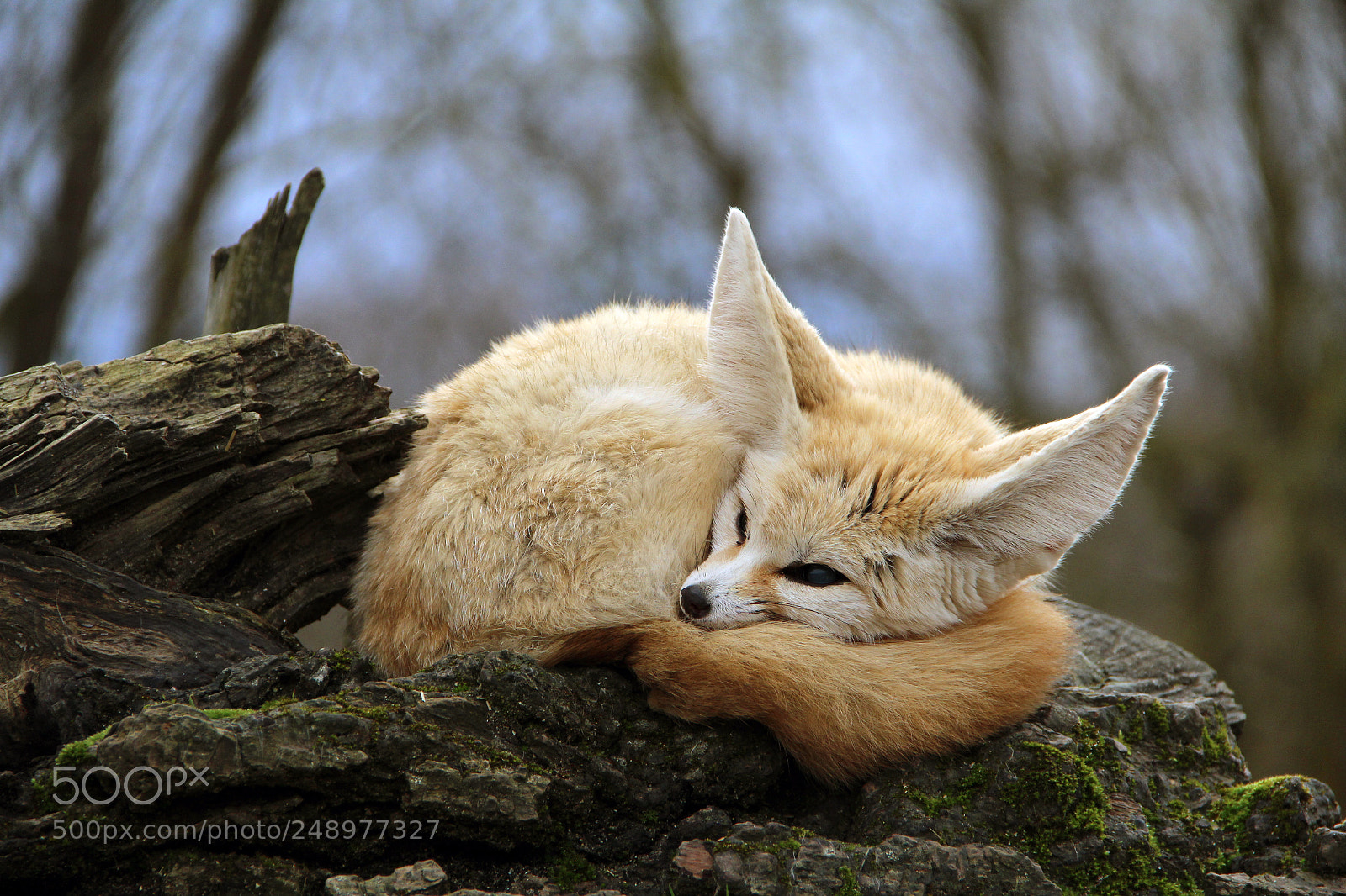 Canon EOS 600D (Rebel EOS T3i / EOS Kiss X5) sample photo. Sleeping fennec fox photography
