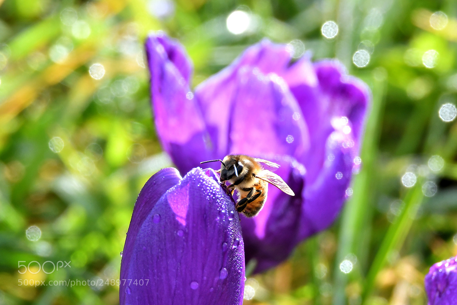 Nikon D500 sample photo. Spring photography