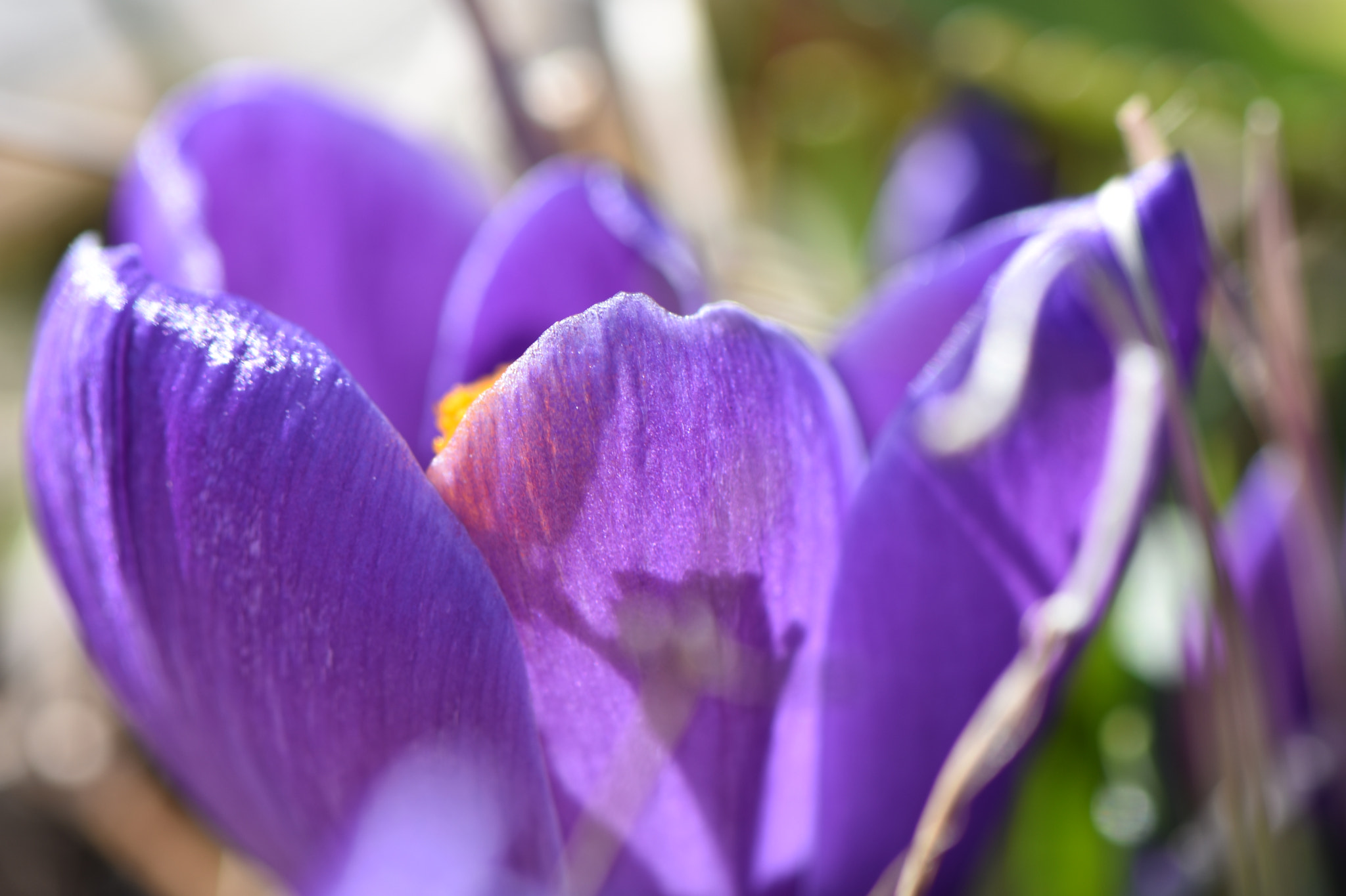 Nikon AF-S Micro-Nikkor 105mm F2.8G IF-ED VR sample photo. A glimpse of spring  photography