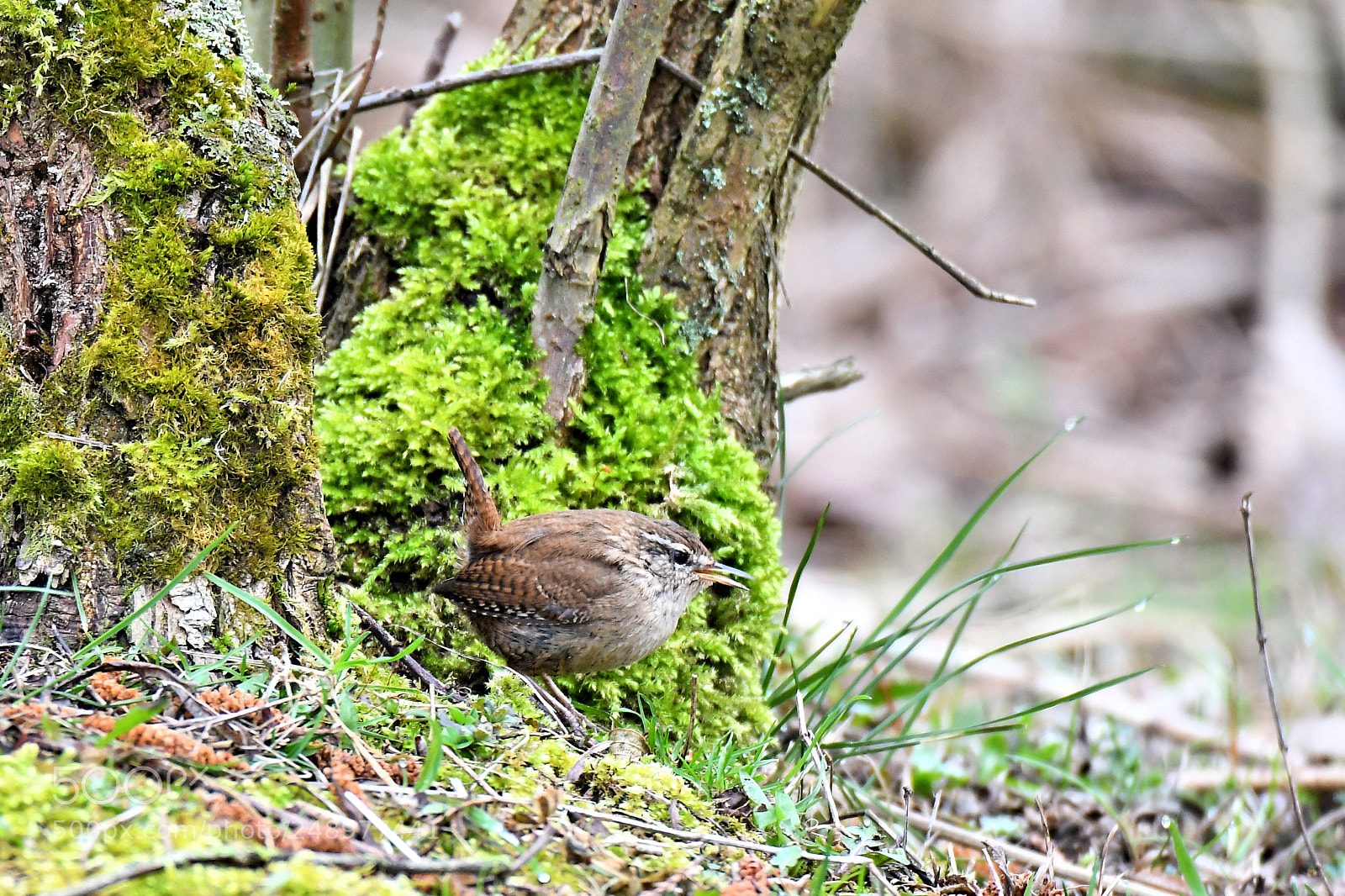 Nikon D500 sample photo. Eurasian wren photography