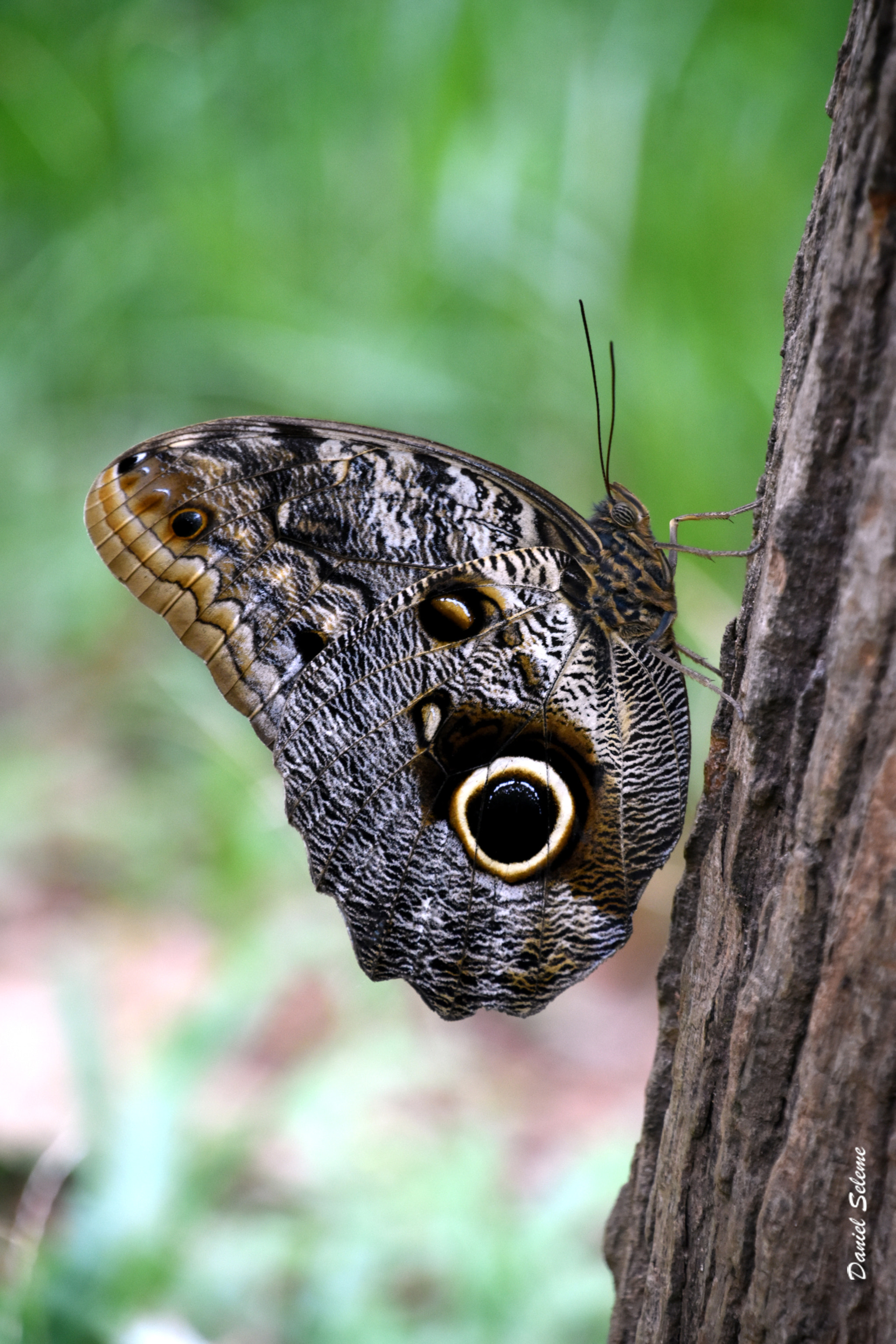Nikon D5500 sample photo. Borboleta photography