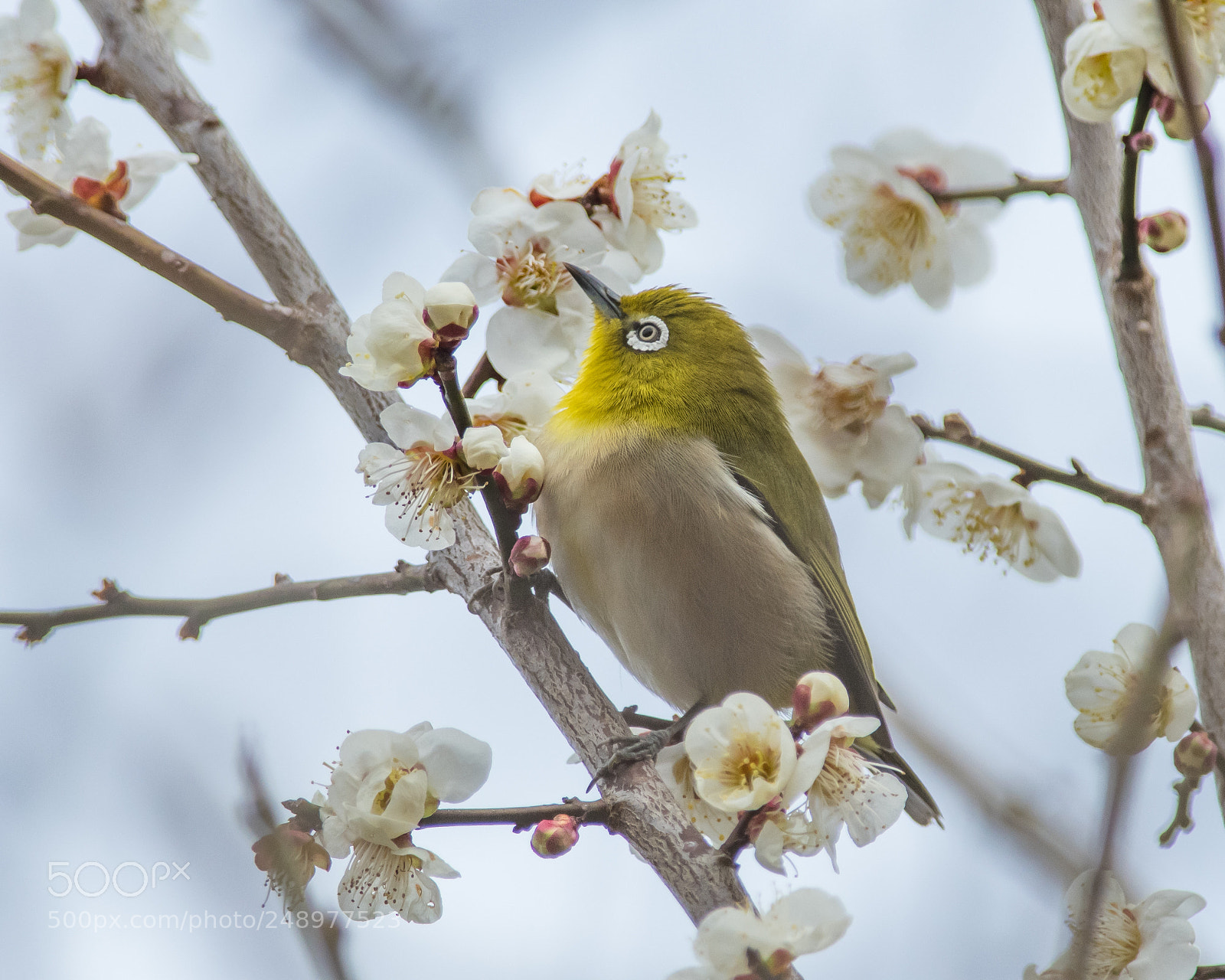 Nikon D500 sample photo. Ume and white-eye photography