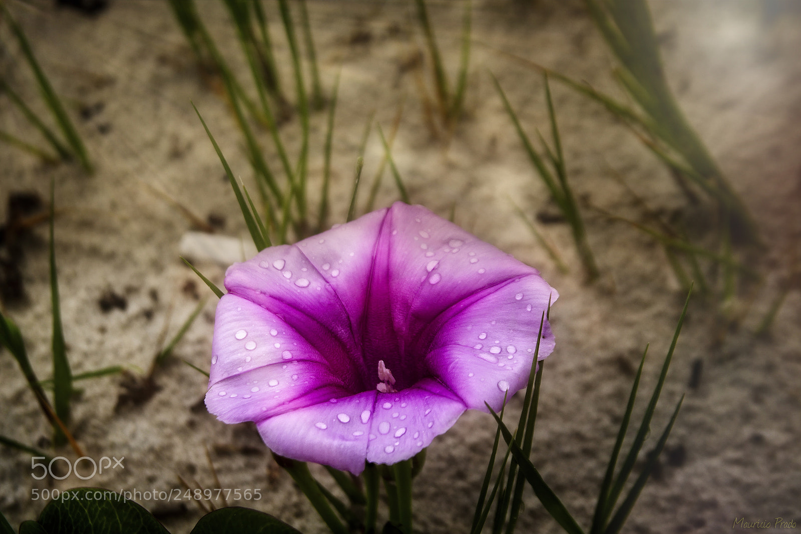 Canon EOS 50D sample photo. Gracias a la vida photography