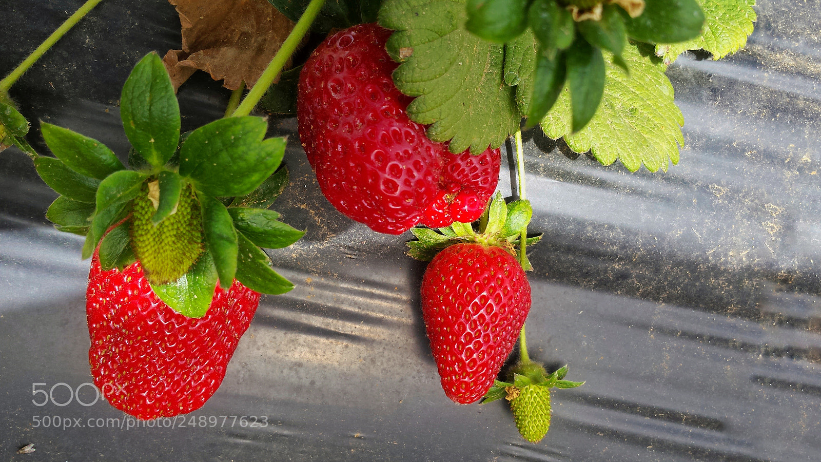 Samsung Galaxy S4 sample photo. Red and green photography