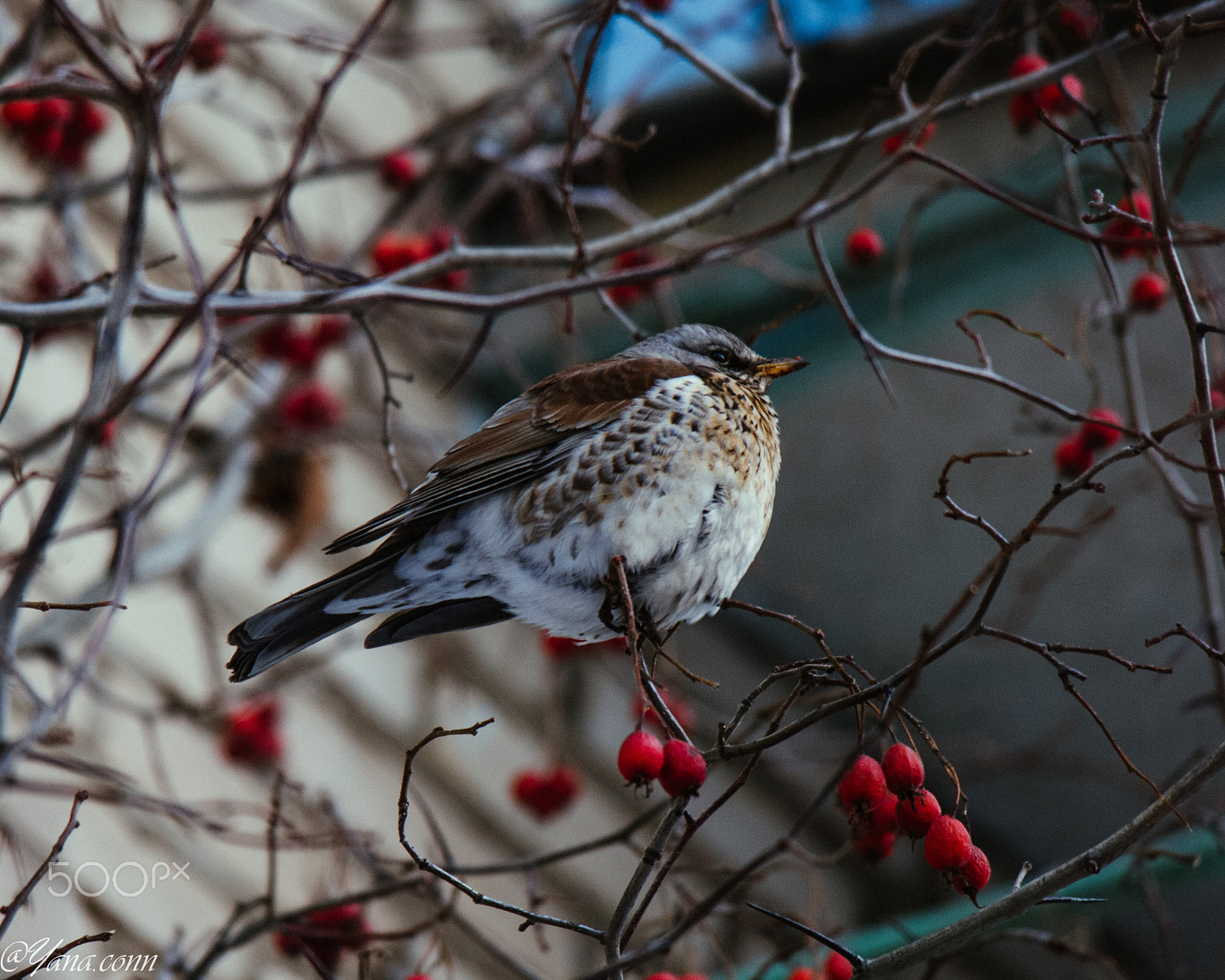 Samsung NX11 sample photo. Sam photography