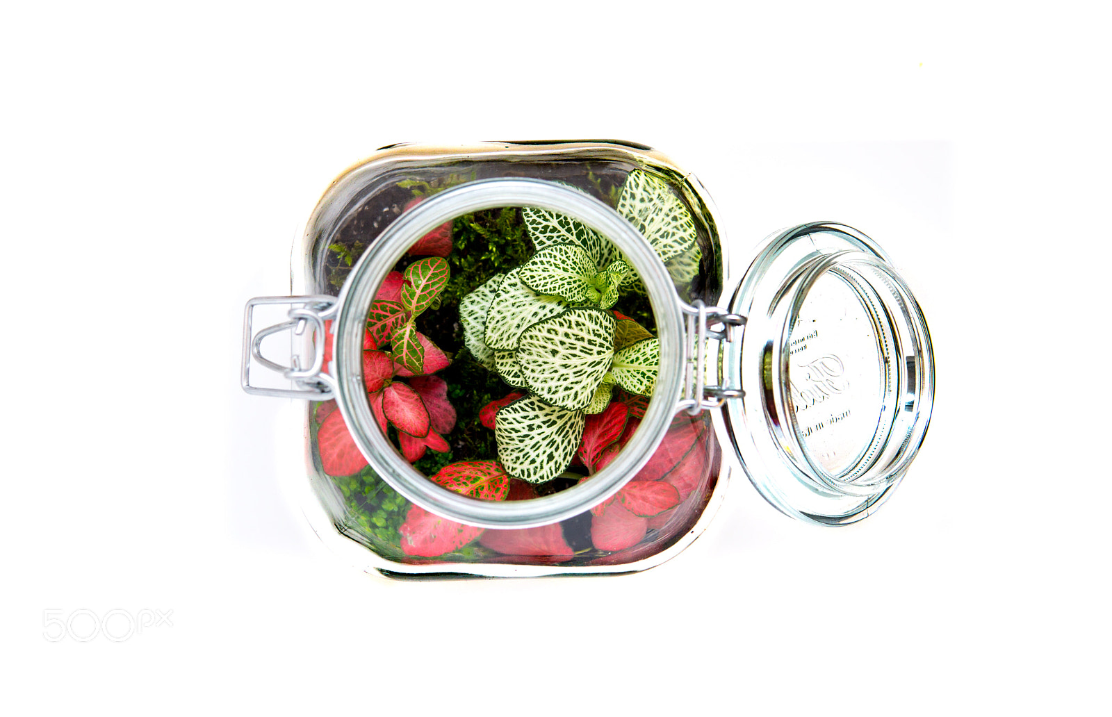Sony a6000 sample photo. Leafy jar photography