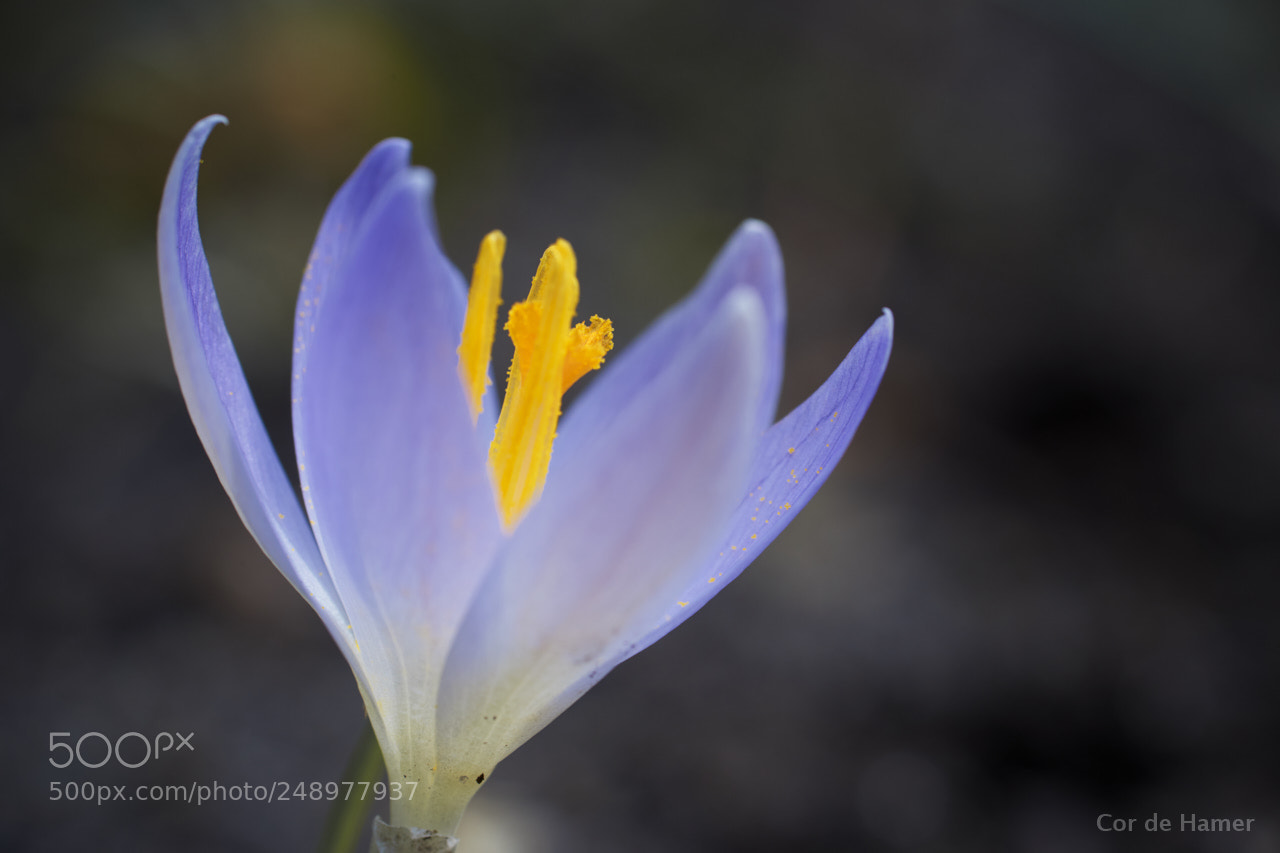 Sony SLT-A99V sample photo. Open up for spring photography