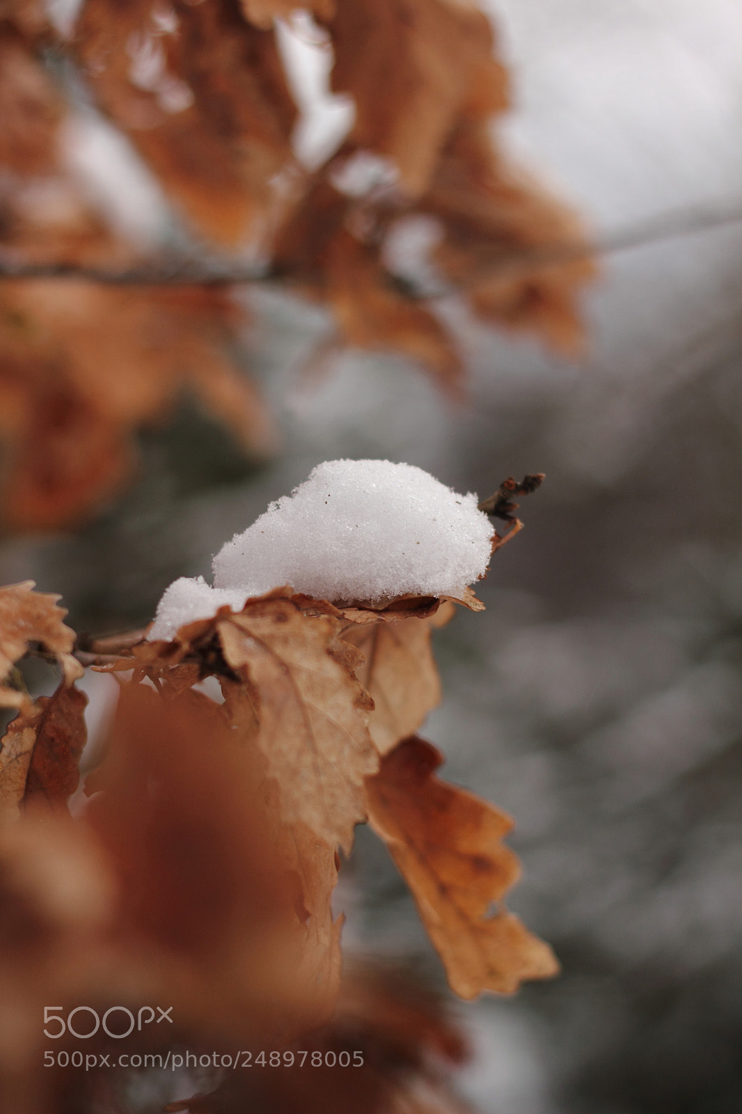 Canon EOS 550D (EOS Rebel T2i / EOS Kiss X4) + Canon EF 50mm F1.8 II sample photo. Snow photography