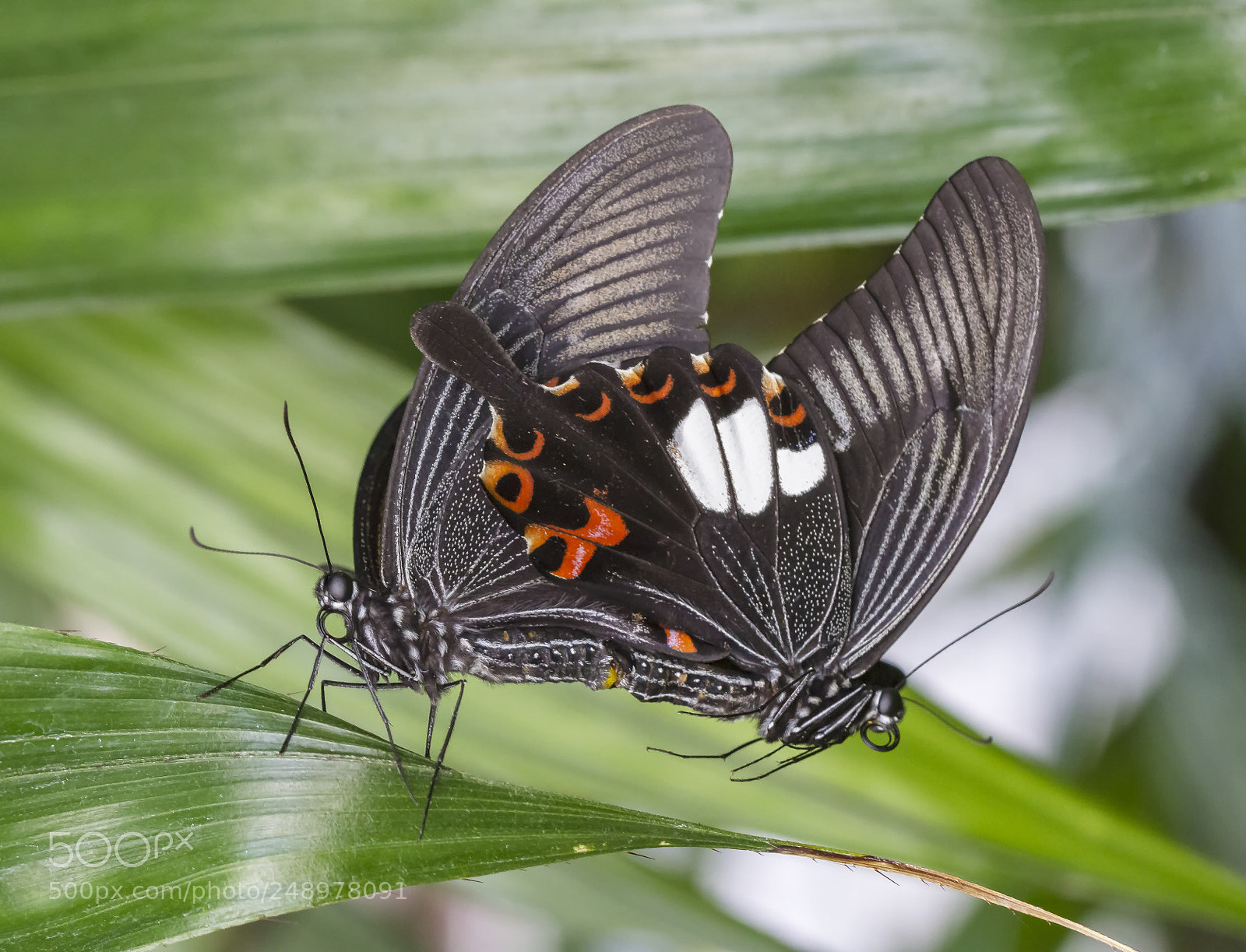 Canon EOS 7D sample photo. Papilio lowi - connected photography