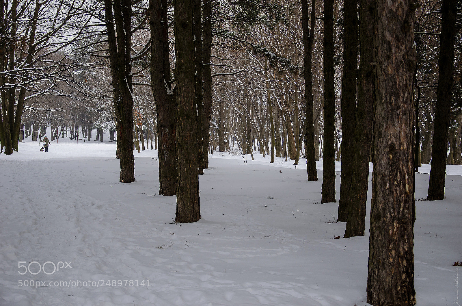 Nikon D7000 sample photo. Winter story photography