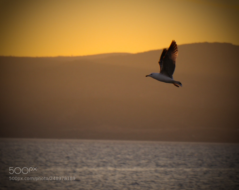 Canon EOS 77D (EOS 9000D / EOS 770D) sample photo. Untitled photography