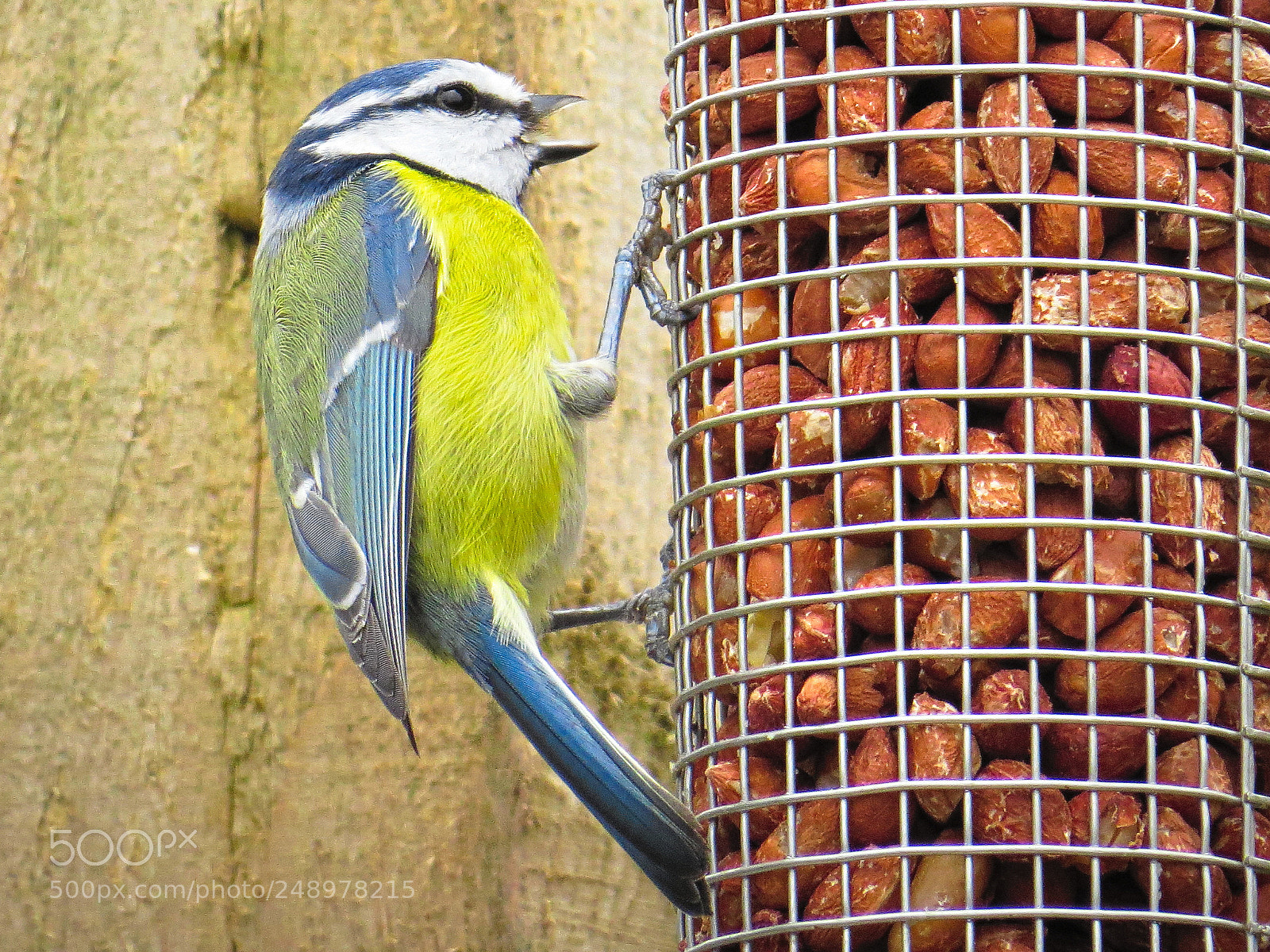 Canon PowerShot SX50 HS sample photo. Blue tit feeding on photography