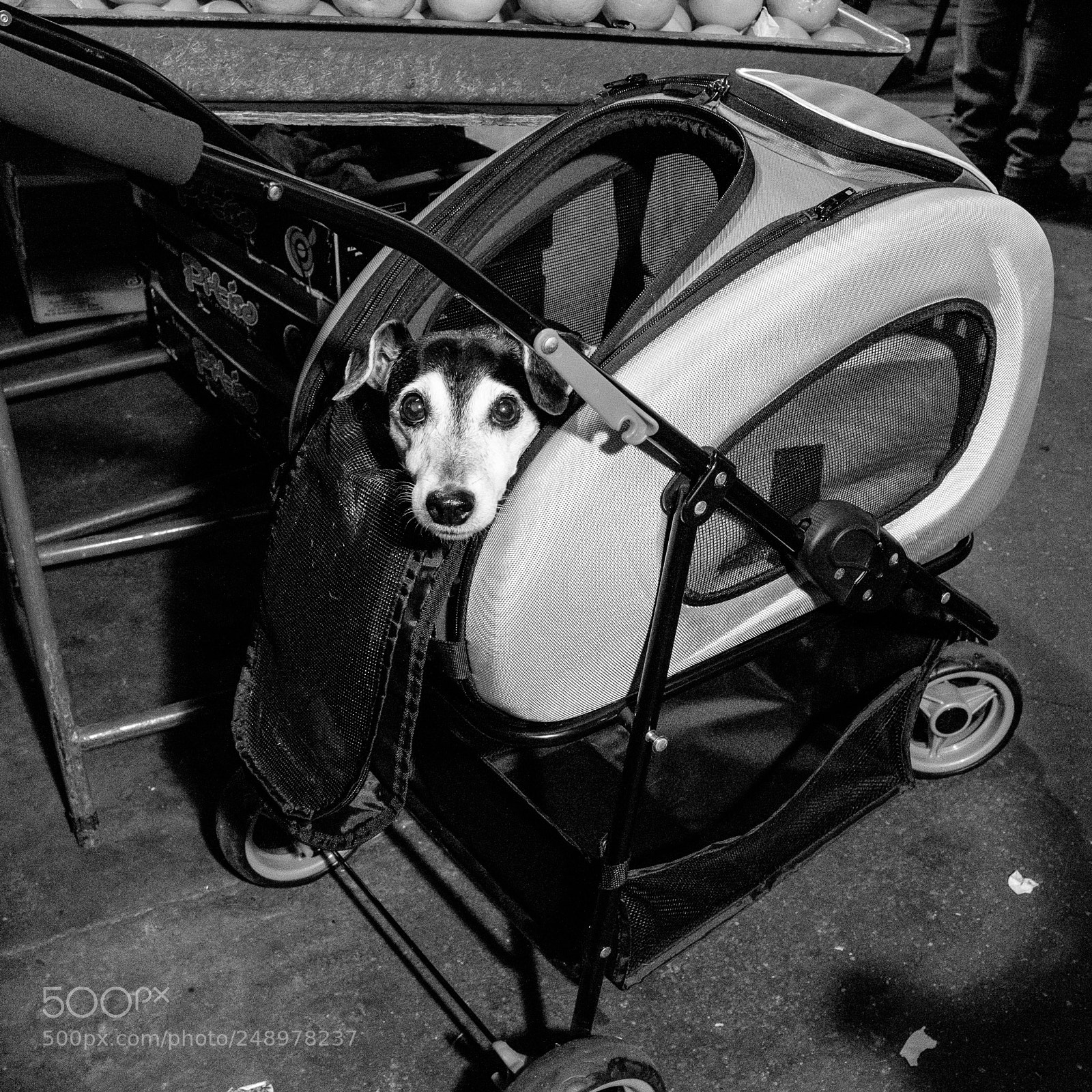 Fujifilm X100T sample photo. The dog photography