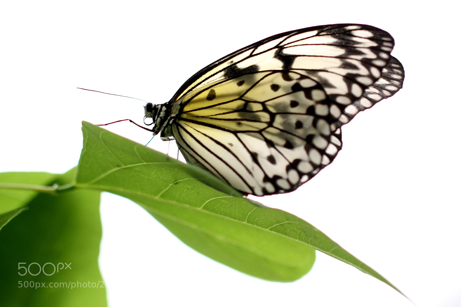 Canon EOS 7D sample photo. Papillon photography