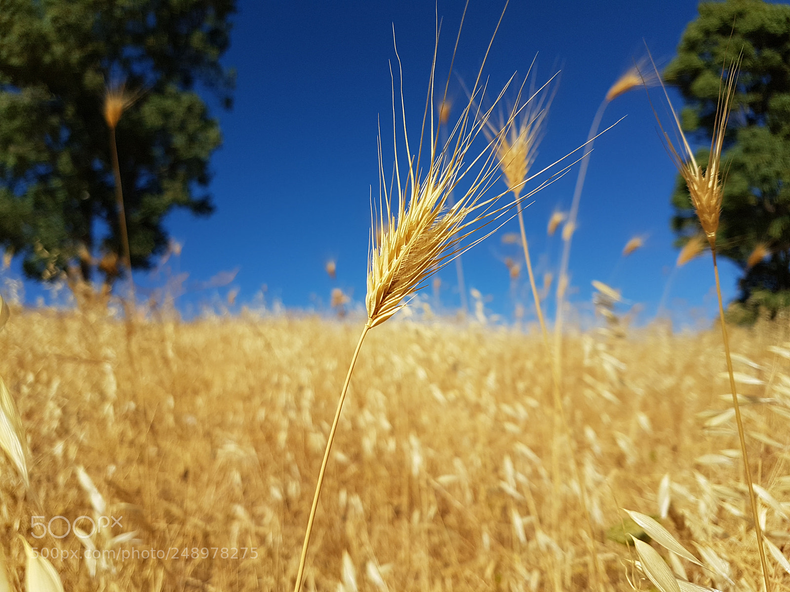 Samsung Galaxy S7 Edge sample photo. Fields of gold photography