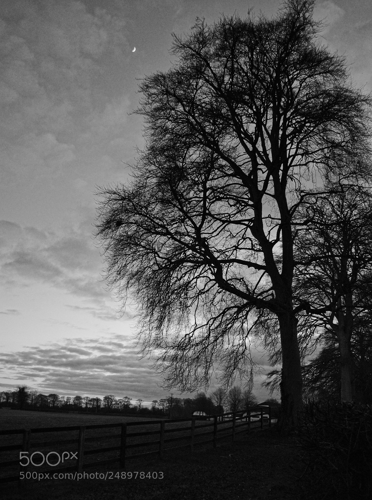 Nikon D3000 sample photo. Tree silhouette photography