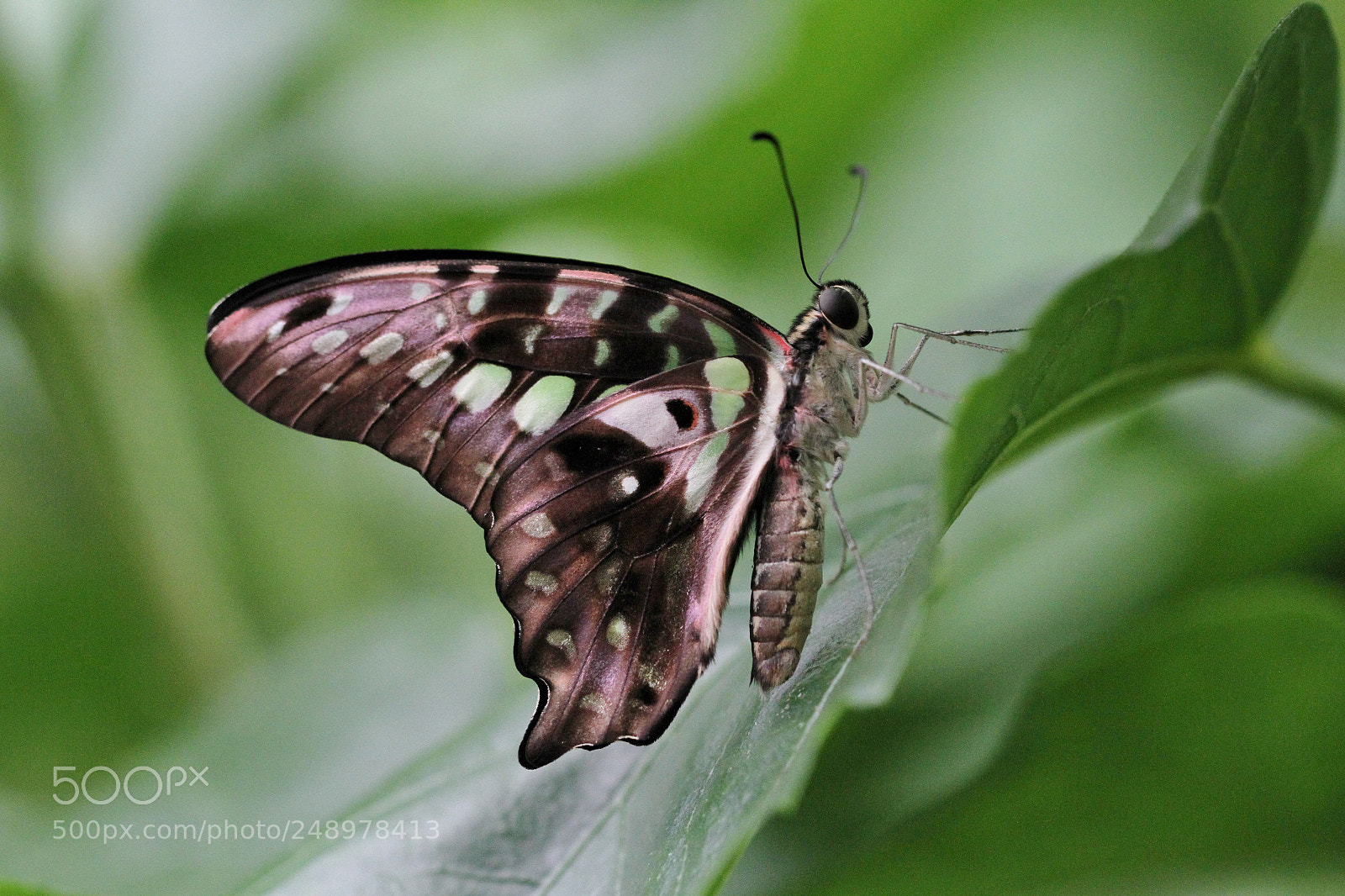Canon EOS 7D sample photo. Papillon 2 photography