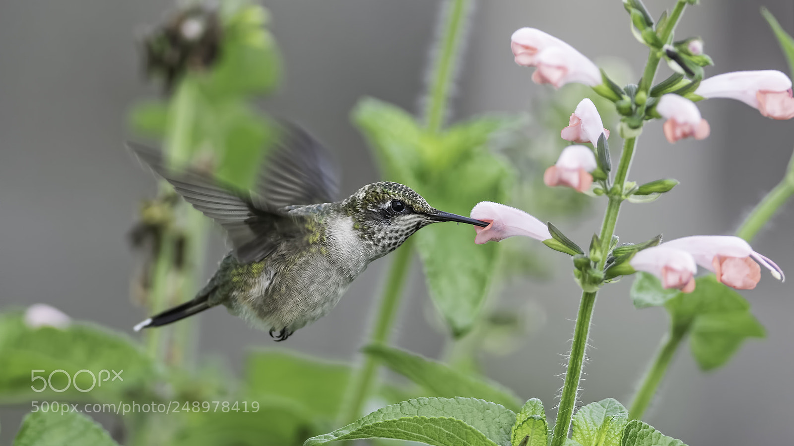 Nikon D7100 sample photo. Pink sage pirate photography