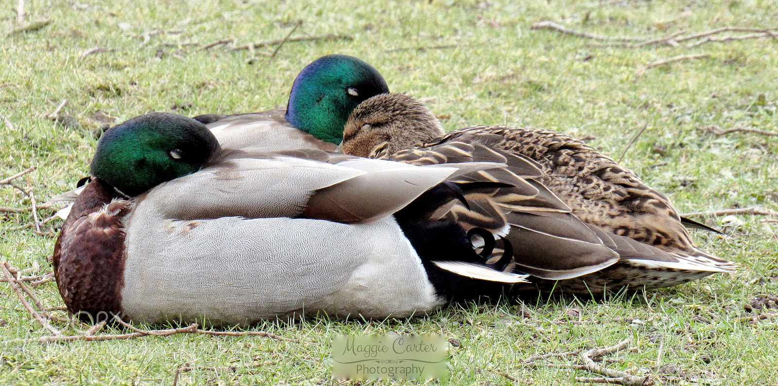 Canon PowerShot SX530 HS sample photo. Caught napping photography