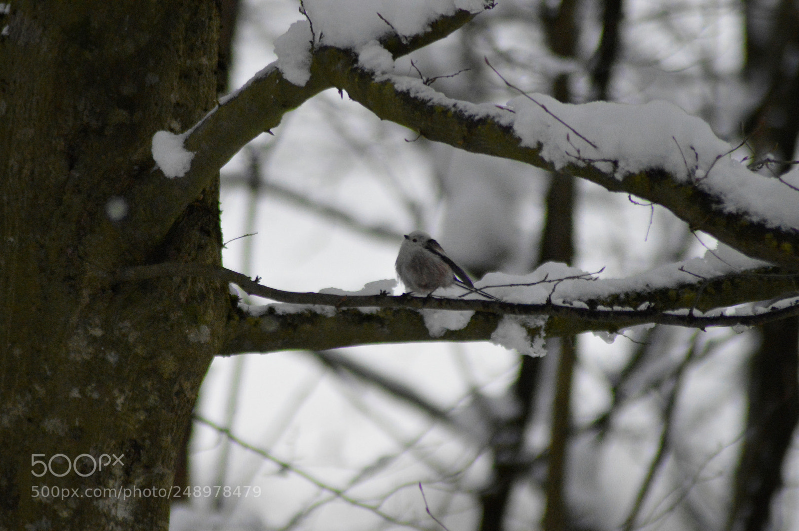 Nikon D3200 sample photo. Tailed tit on a photography