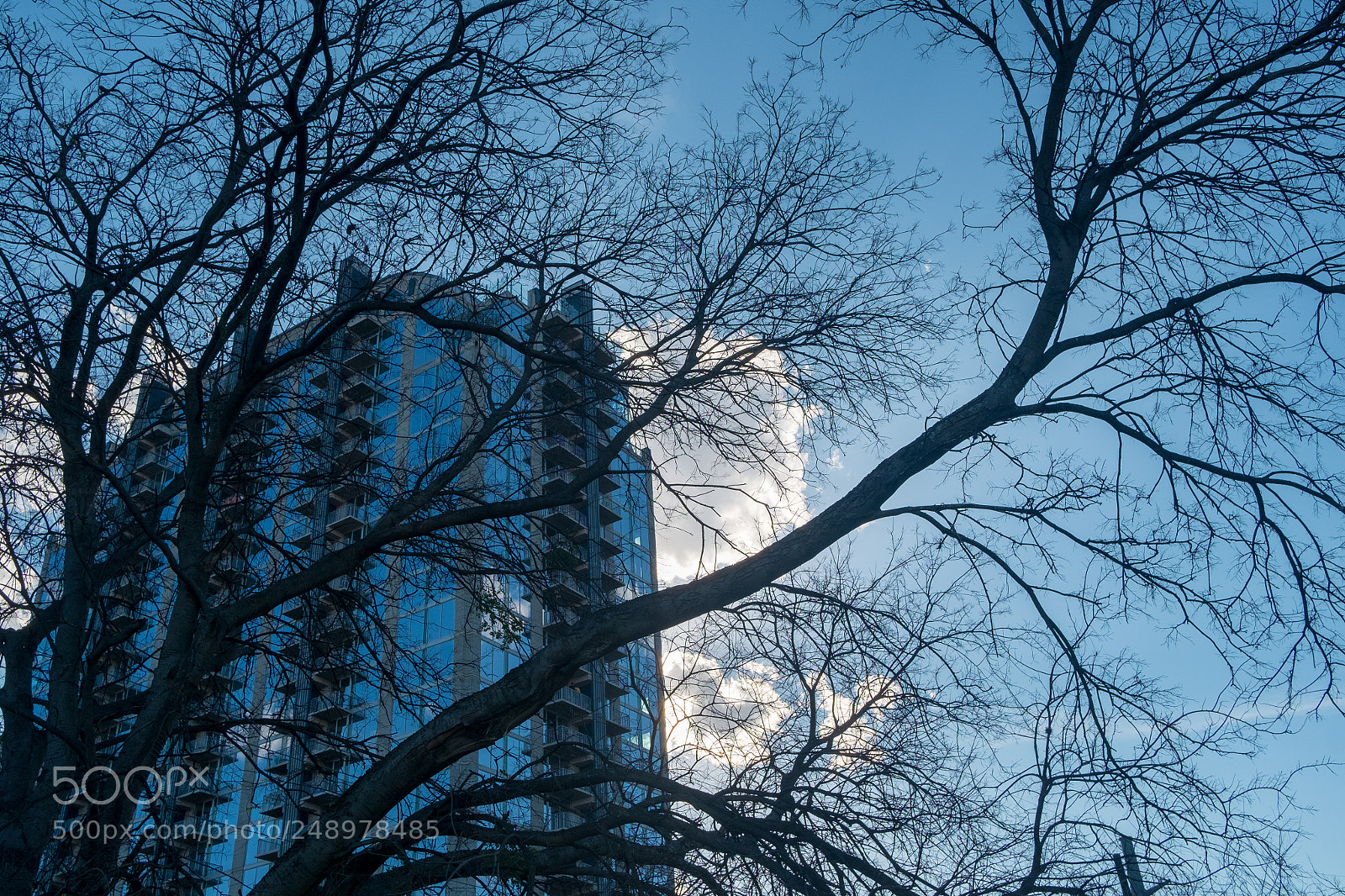 Fujifilm X-Pro1 sample photo. Tree and sky photography