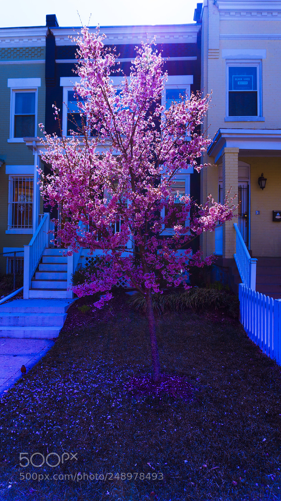 Sony a6000 sample photo. What's blossoming in your photography