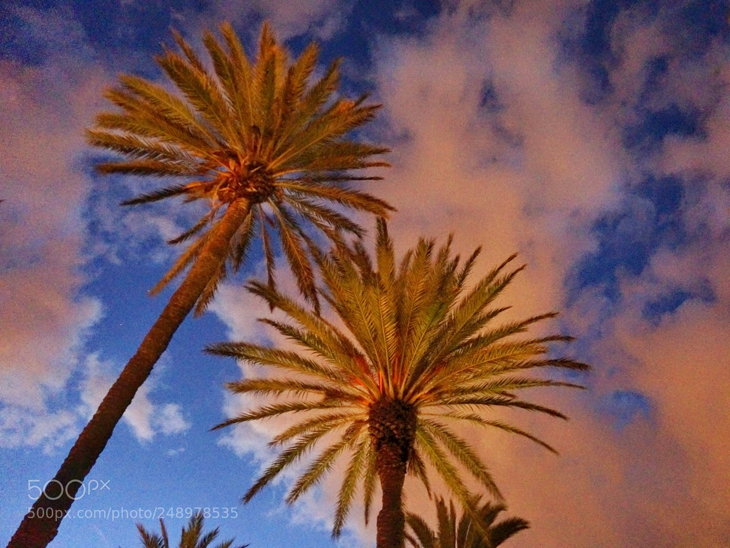 Sony Alpha NEX-6 sample photo. Palmeras photography