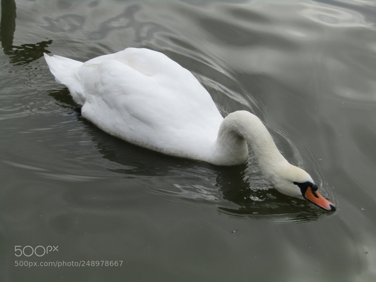 Canon PowerShot SX410 IS sample photo. Swan photography