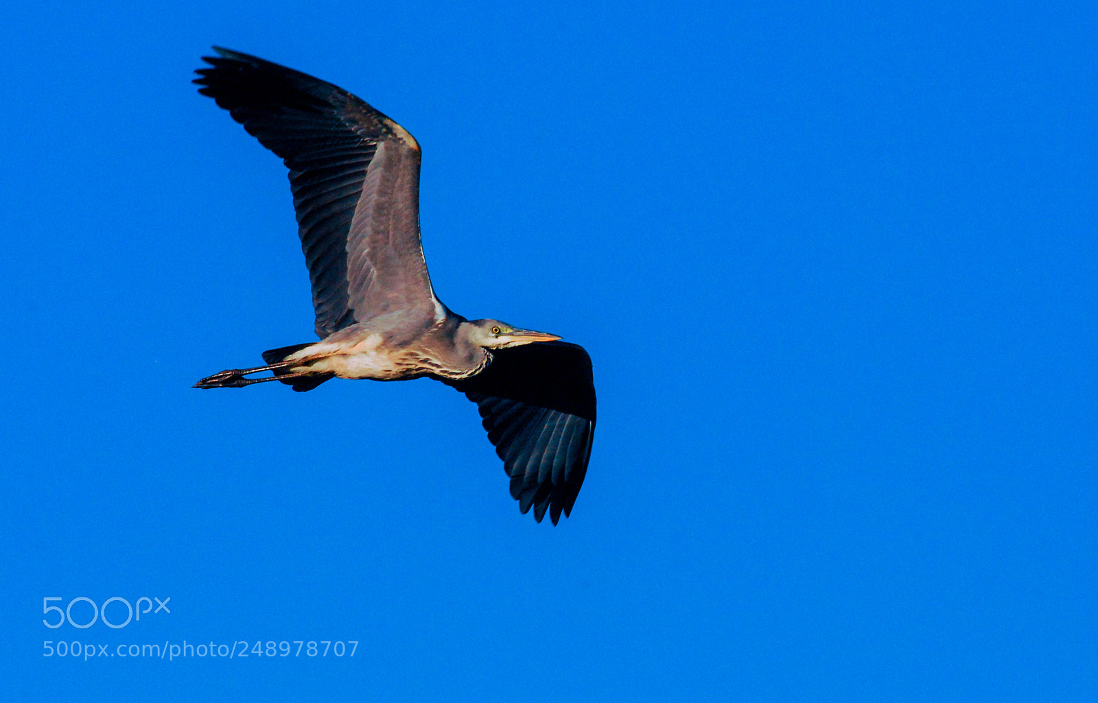 Nikon D200 sample photo. A grey herron on photography