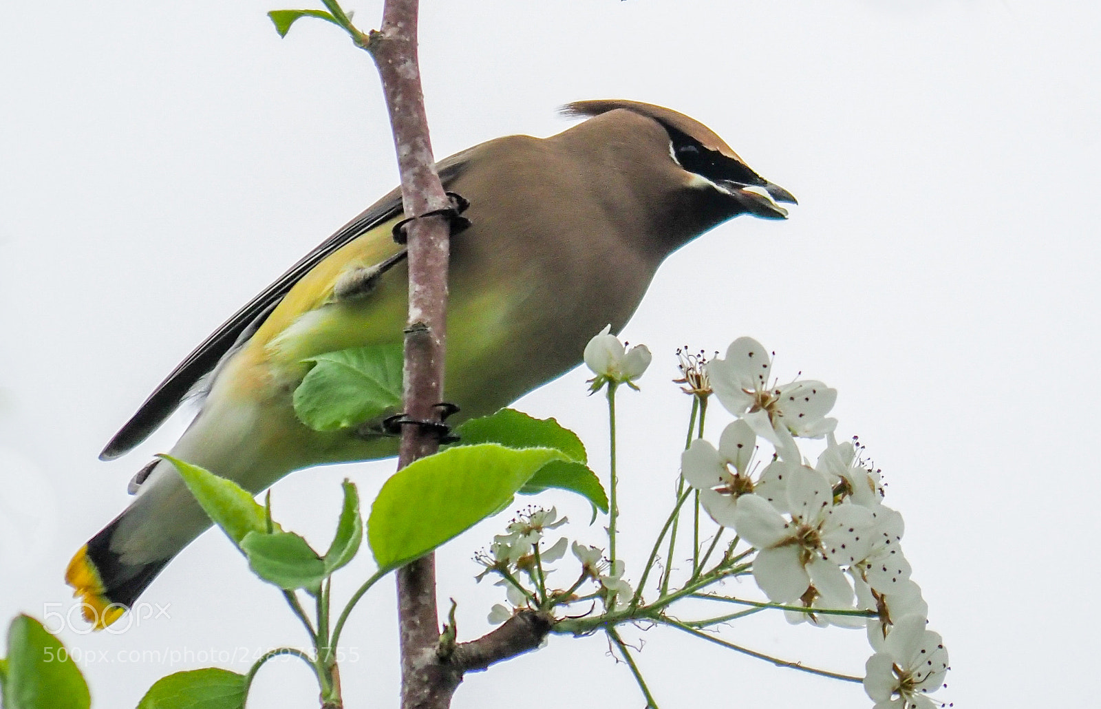 Olympus OM-D E-M1 Mark II sample photo. Cedar waxwing photography